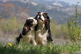 CAVALIER KING CHARLES 661